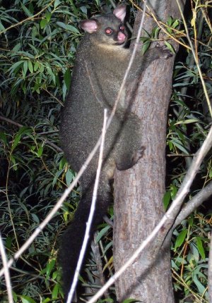 Possum in Molesworth Station, New Zealand