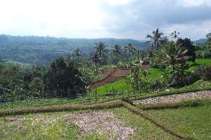 Rice Terraces