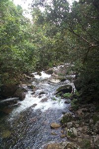 Daintree River