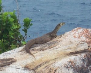 Lizard on Fitzroy