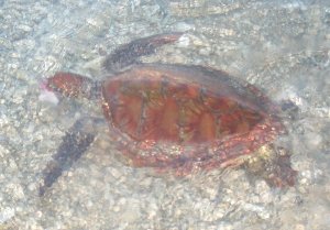 Sea Turtle off Fitzroy Island