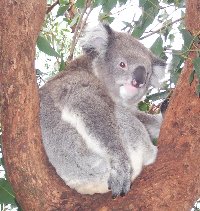 Koala