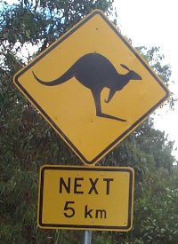 Kangaroos Crossing