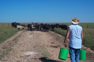 Herding cows in Kansas