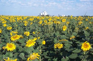 Sunflowers in Kansas