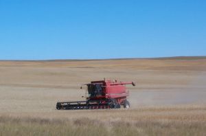 Cutting wheat in North Dakota