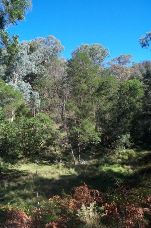 Buchan Caves Camp Site