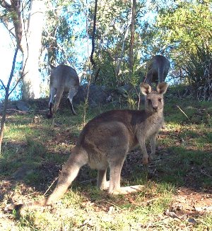 Kangaroo at Buchan Caves