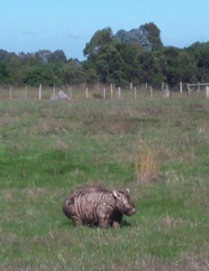 Wombat