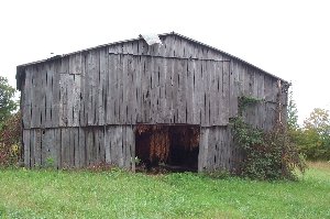 Tobacco drying in a barn