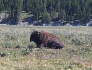 Bison