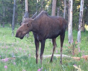 Moose