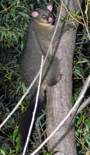 Possum in Molesworth Station