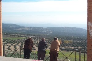 Three Old Guys looking over the Olive Groves