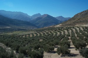 Olive Groves covering the hills