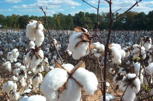 Cotton