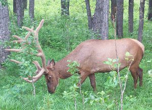 Elk