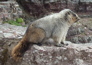 Marmot