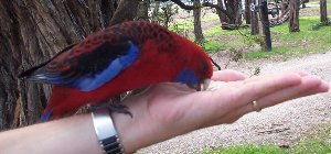 Lorikeet