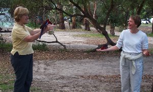 Feeding Lorikeets