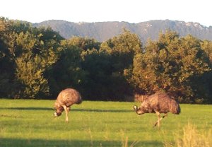 Emus at Wilson's Promontory National Park